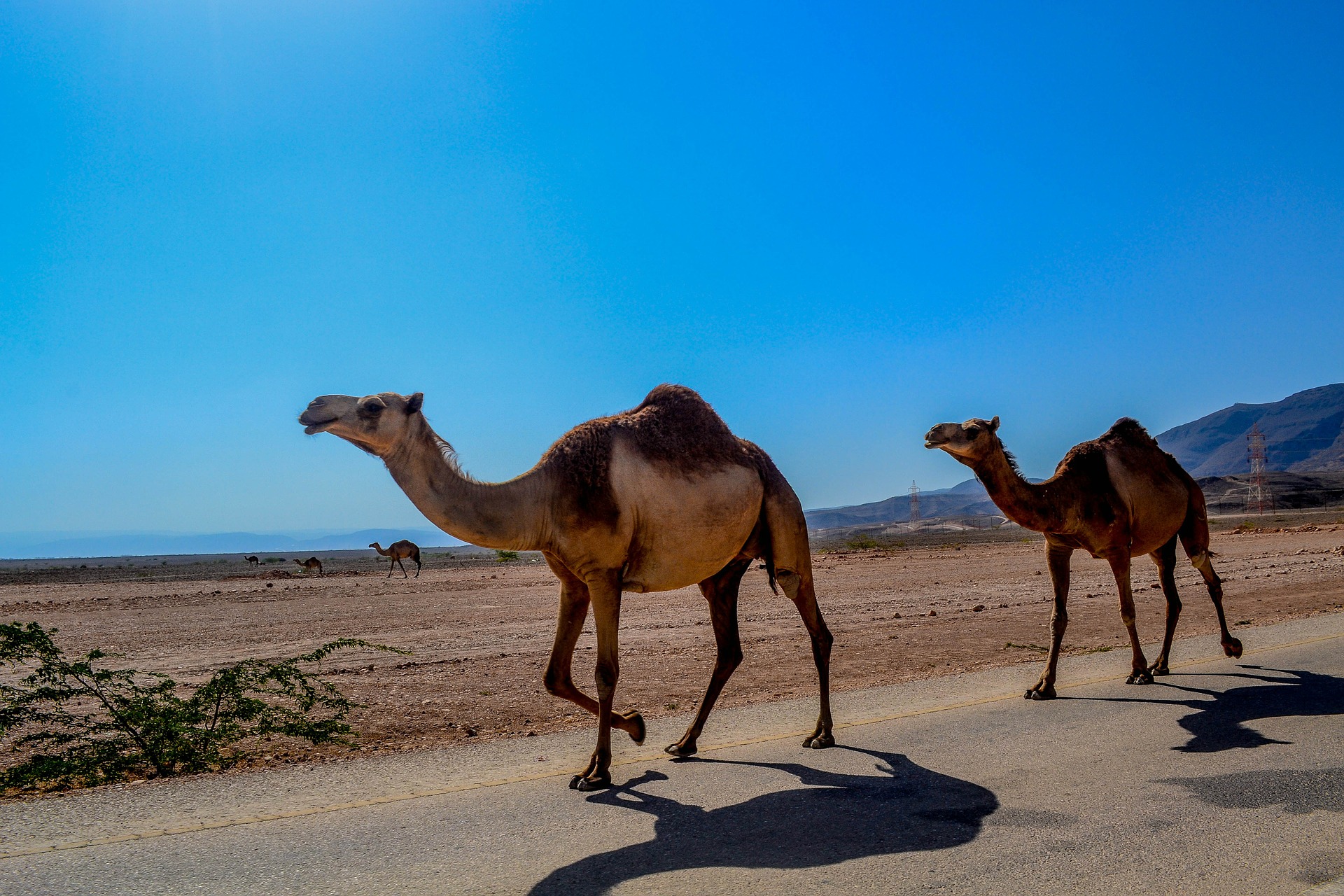 most useful languages desert middle east camels