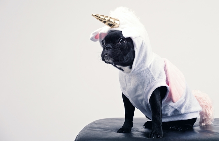 Black Boston Terrier dog wearing a pink unicorn Halloween costume with a gold horn.