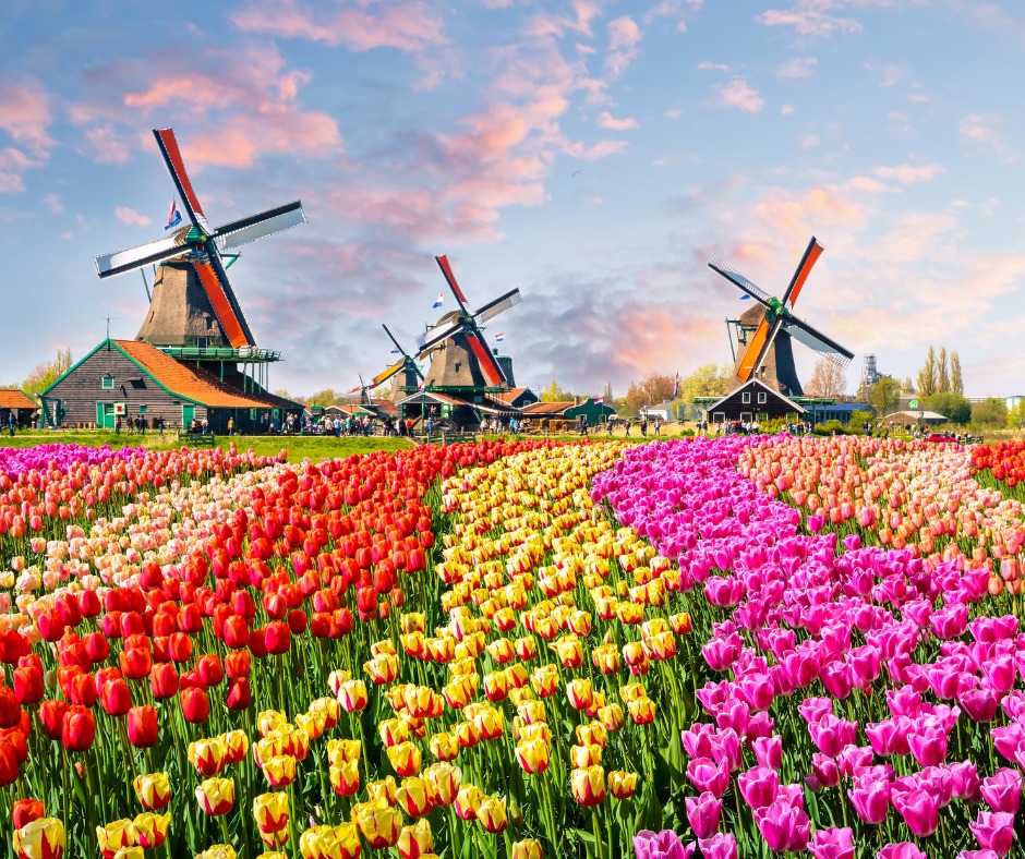 Colorful Dutch tulip fields with three traditional windmills in the background. Is Dutch easy for English speakers? Relatively, yes!
