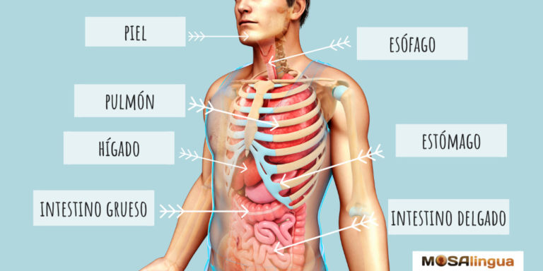 Image of a man's internal organs labeled with the words of body parts in Spanish.