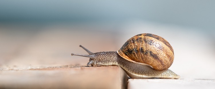 A snail trudging slowly along a wooden surface.