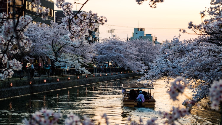 River boat cruise at sunset in Kyoto, with light pink cherry trees in full bloom over the water.