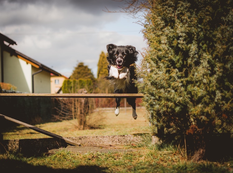 A dog jumping easily over an obstacle in the yard.