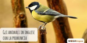 Gli animali in inglese con pronuncia