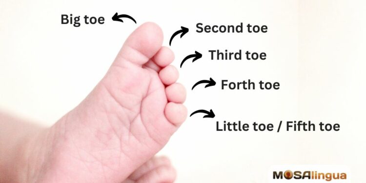 Dedos dos pés em inglês