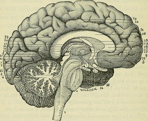 By: Internet Archive Book Images Apprentissage des langues : étude sur le cerveau humain... des hommes et des femmes. 